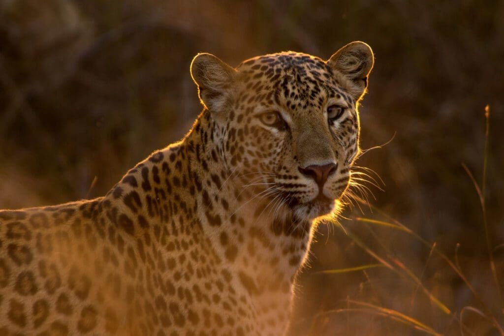 A Jaguar with the sun highlighting its silhouette