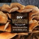 Close-up of brown mushrooms with "DIY Mushroom Cultivation" text on the image.