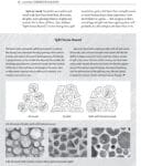 Split vs. round cordwood comparison for Essential Cordwood Building; close-up log cut views.