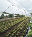 Leafy greens flourish under a greenhouse tunnel with The Winter Market Gardener.
