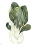 Watercolor bok choy illustration, perfect for The Winter Market Gardener.