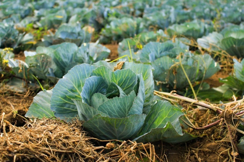 Field of cabbages