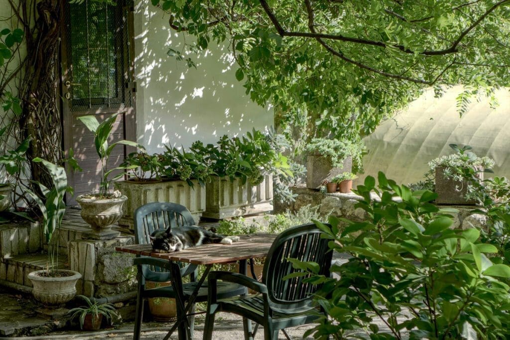 An outdoor backyard space surrounded by trees and bushes
