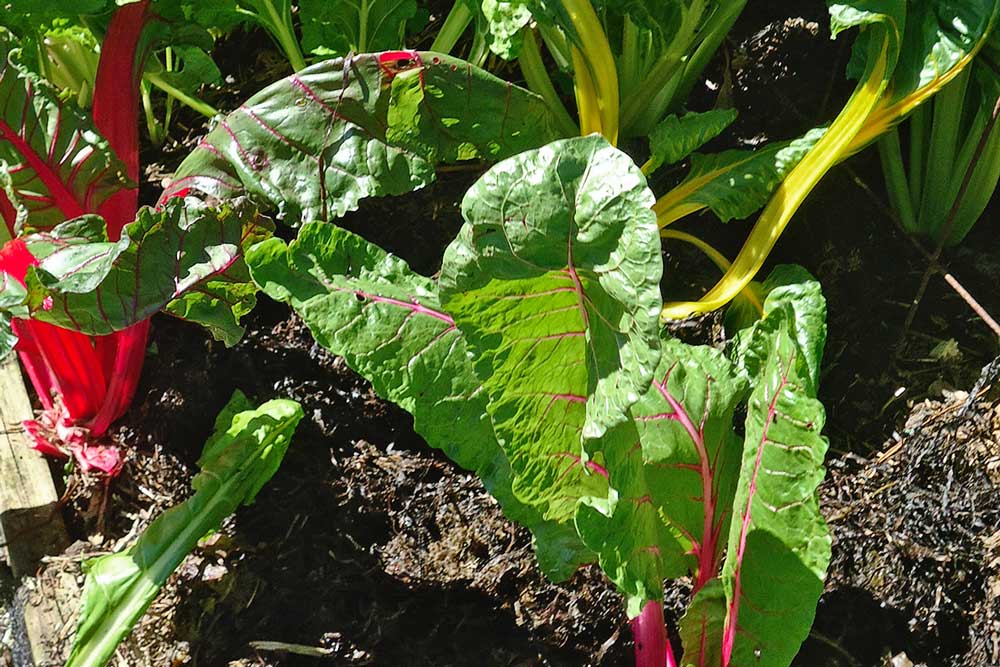 Swiss chard growing in the garden.