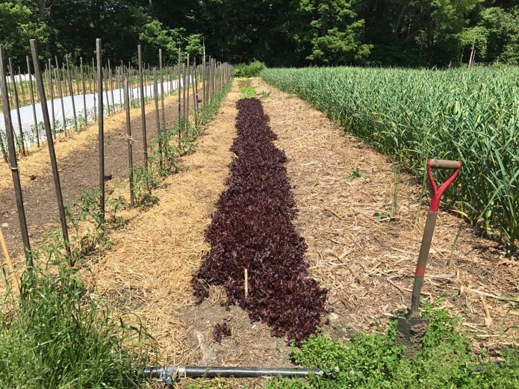 A row of crops in a field with upturned soil and a shovel in the ground.