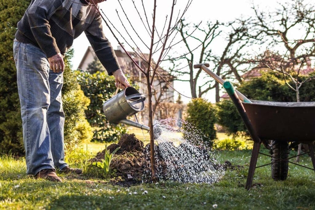 A gardener waters his garden with a metal watering.