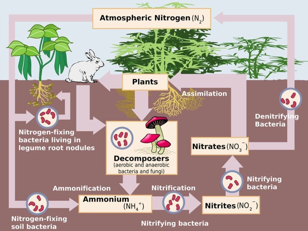 A flow chart of the Nitrogen Cycle