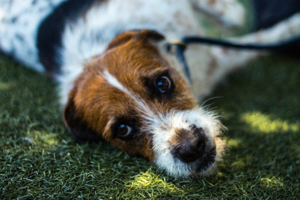 Brown and white mixed dog lying on his side on the grass