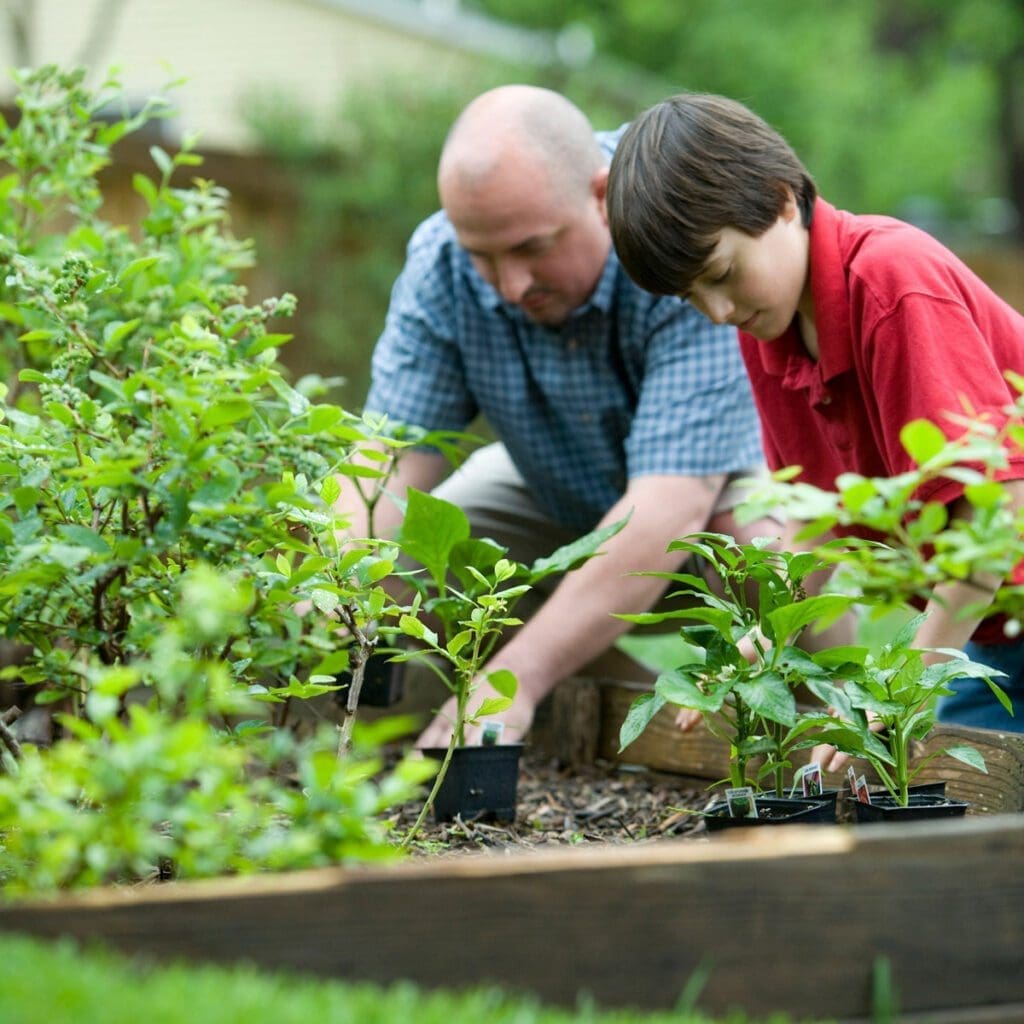 A man and a child gardening together in a raised bed
