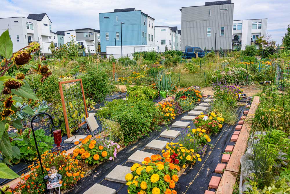 A community garden blooming with flowers.