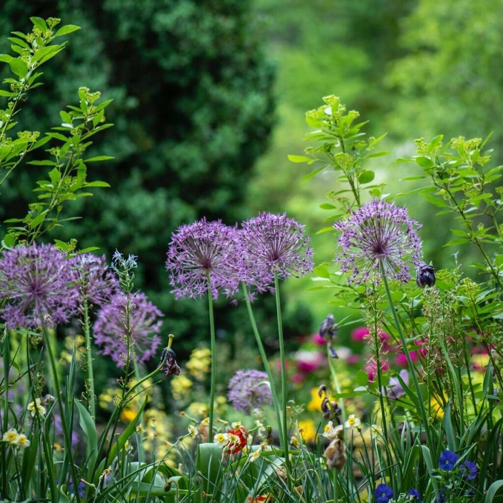 Purple, yellow and pink flowers growing in a garden.