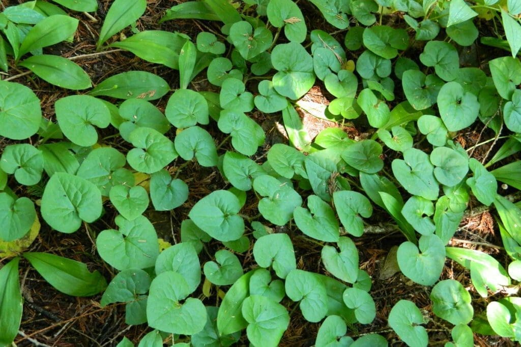 Wild ginger plant.