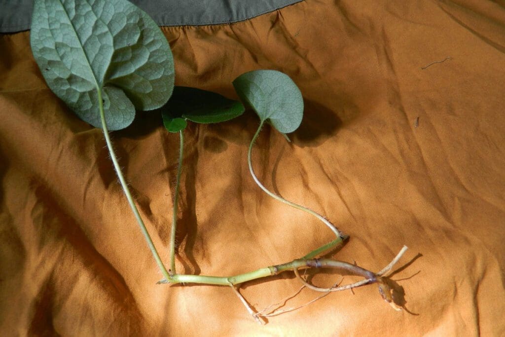 Wild Ginger Rhizome