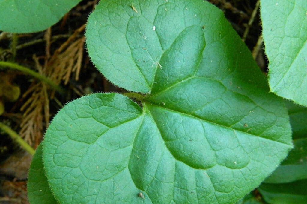 Top of the Wild Ginger leaf.