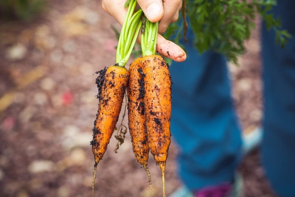 Carrots just pulled from the garden, covered in dirt