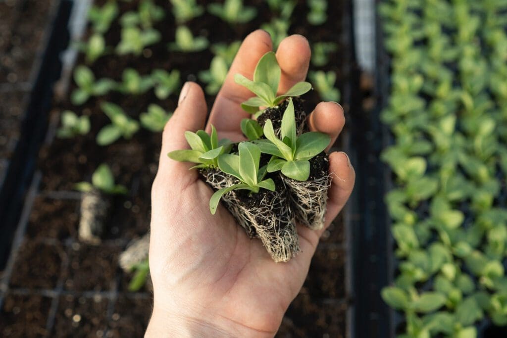 Hands holding plant starts with roots showing at the bottom