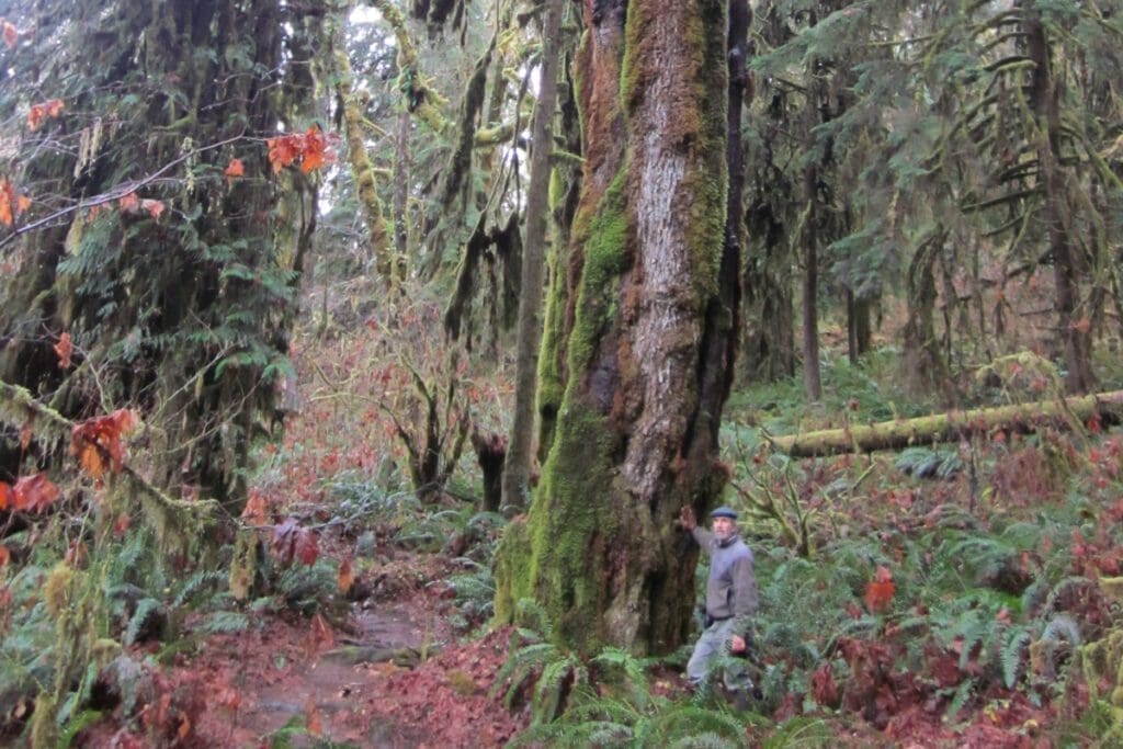 Old growth forest