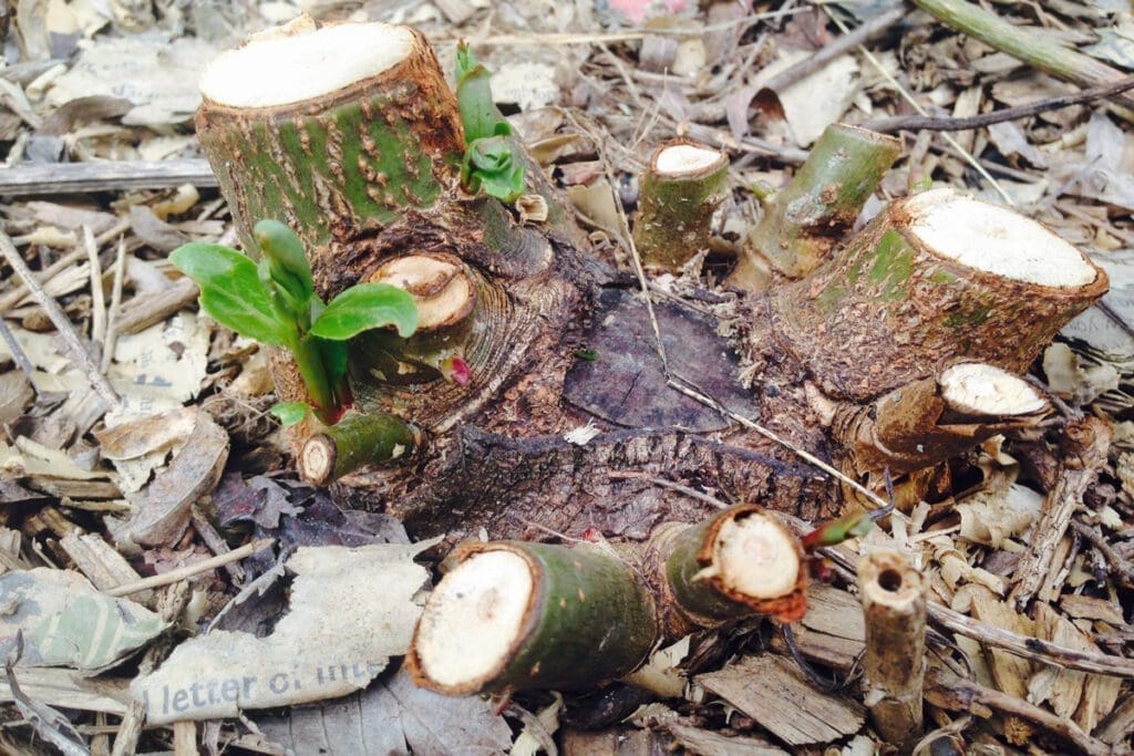 Sprouts forming on a corkscrew willow coppice stool, 3rd rotation