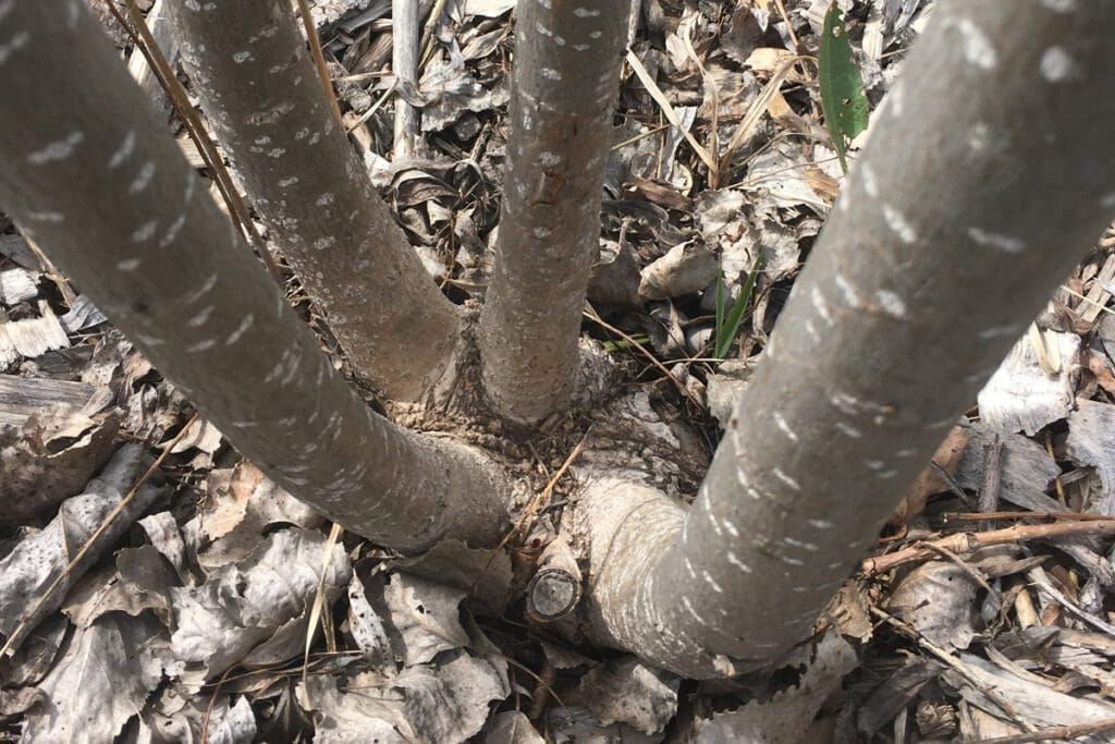 Hybrid poplar stool note that new growth has fully enclosed the cut face of the stool