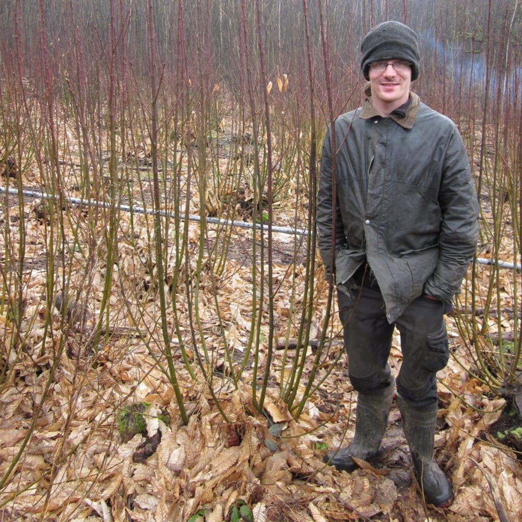 One season of Coppice regrowth