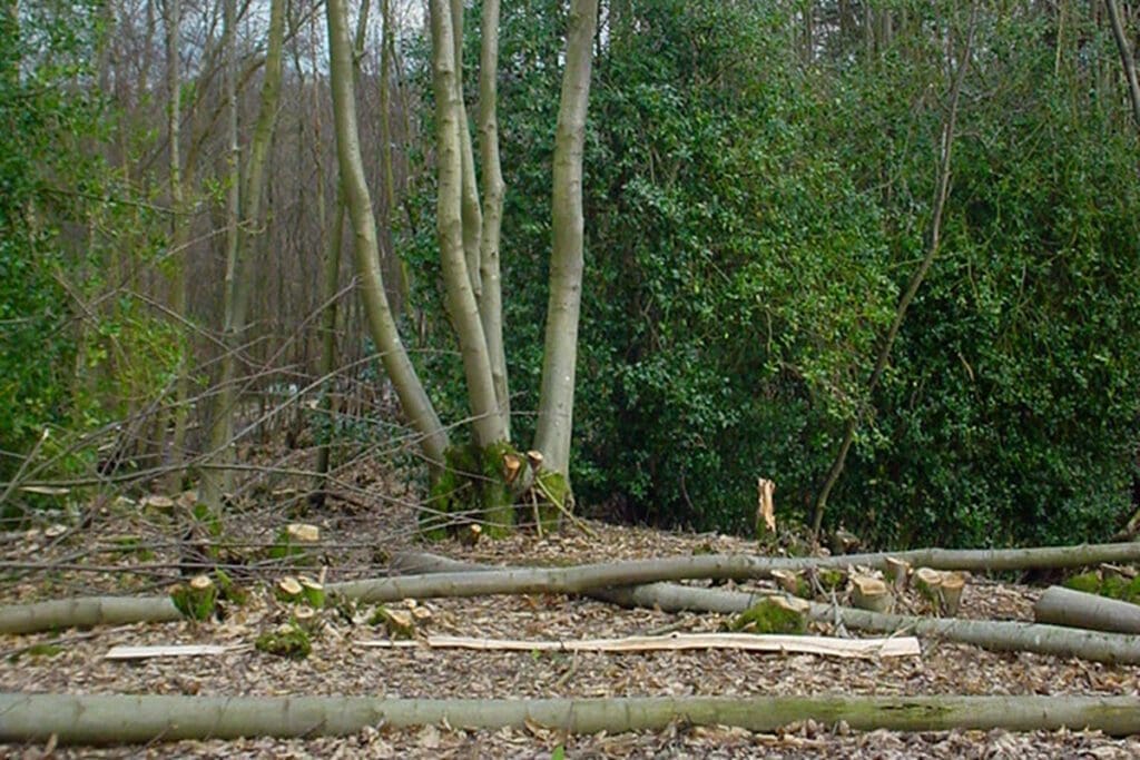 18 year old sweet chestnut regrowth