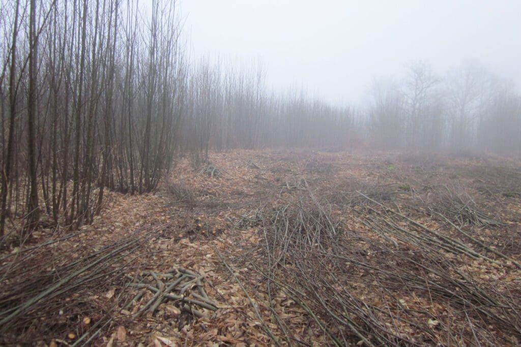 Short rotation sweet chestnut coppice