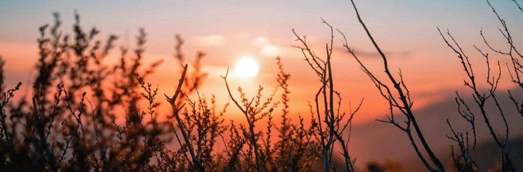 Sunset through dried foliage