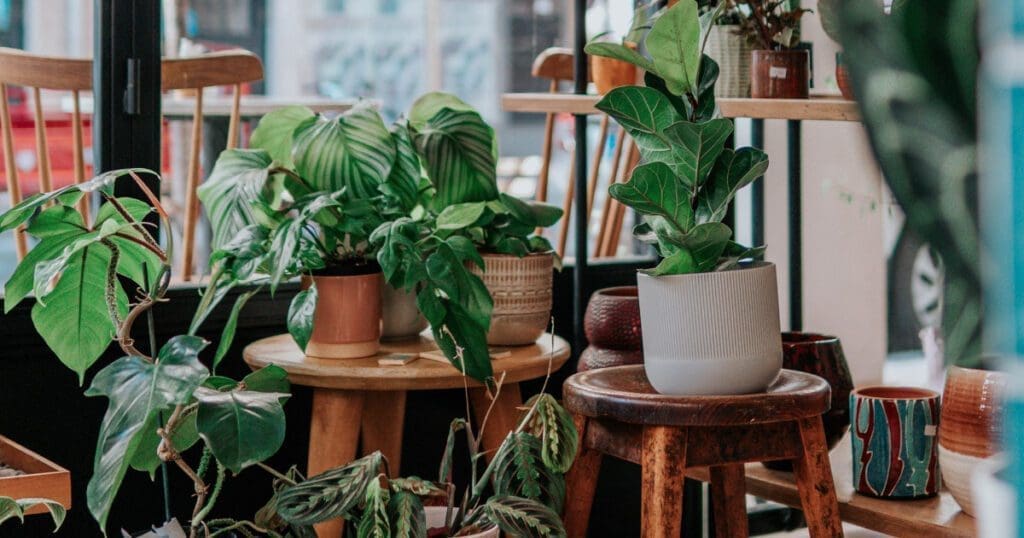 A grouping of pots and plants in a room