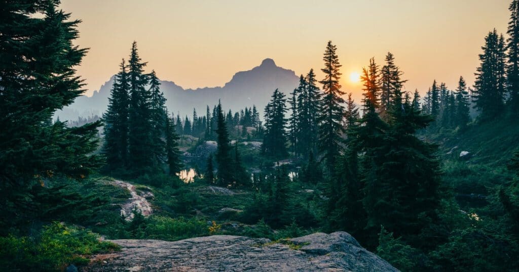 Trees and mountain landscape