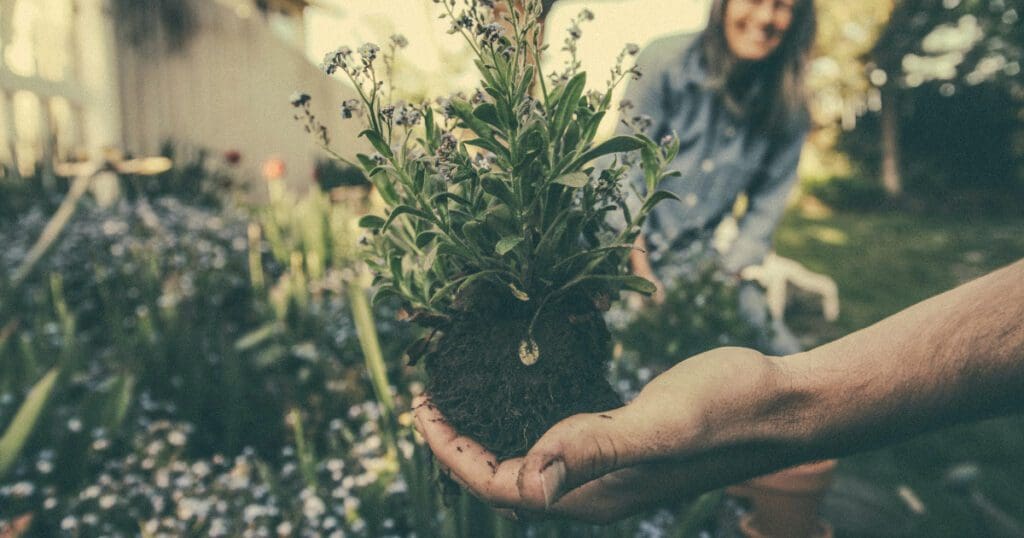 Someone holding a plant in their hand