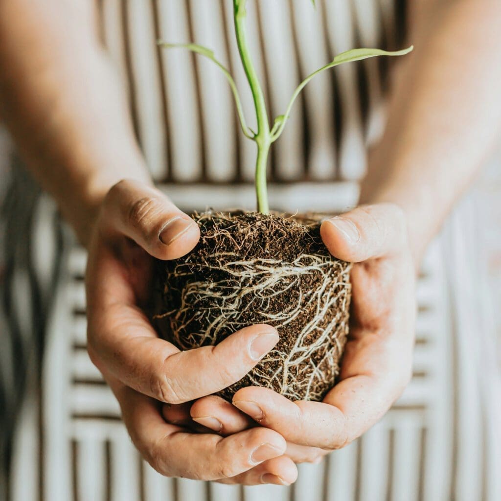 A person holding a plant in their hands photo
