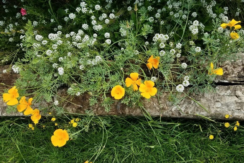 Yellow and white flowers