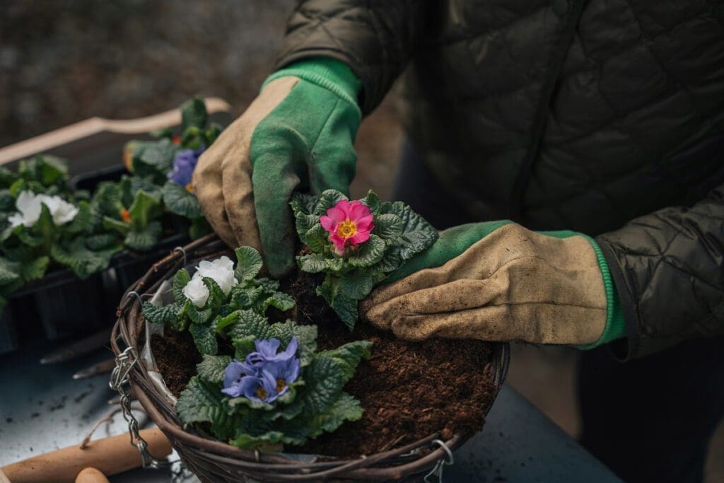 A gardener planting plants in bucket