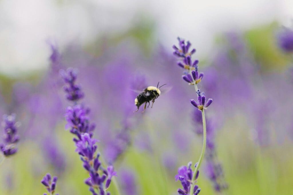Bee flying between purple flowers