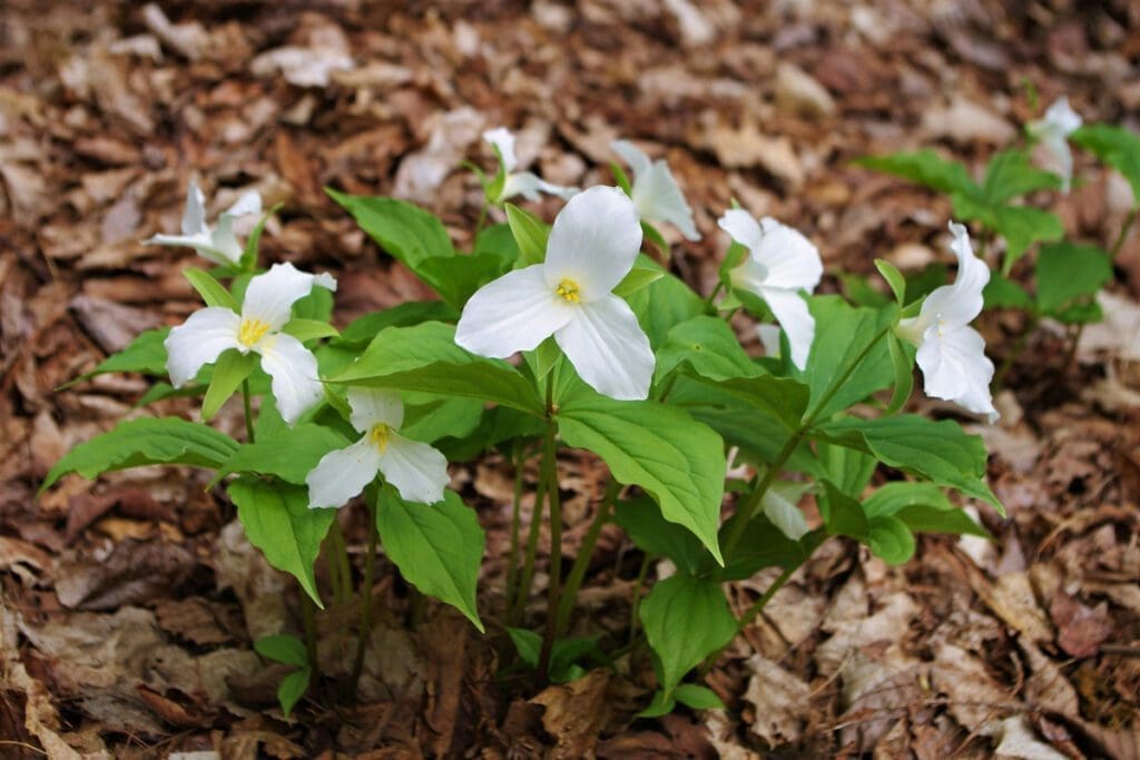 White flowers in the ground