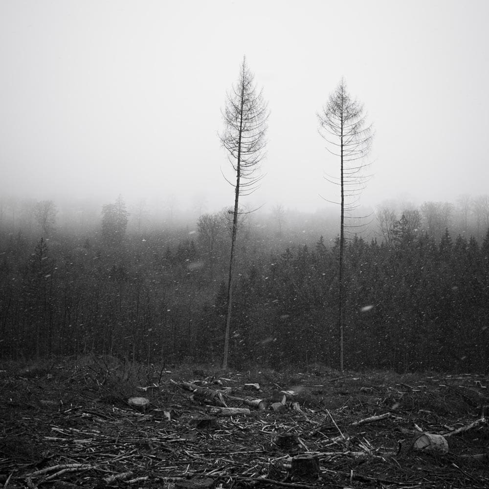 Black and white barren trees surrounded by a clear-cut forest. There is a forest int he background.