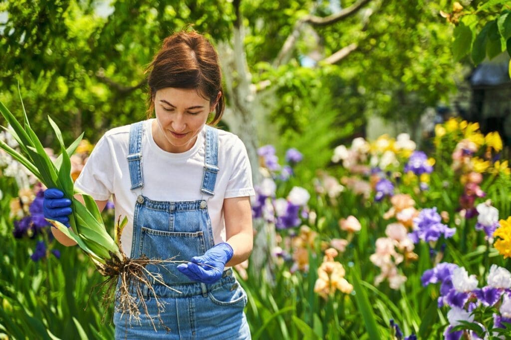 A woman in overalls holding a plant with roots on the bottom in garden