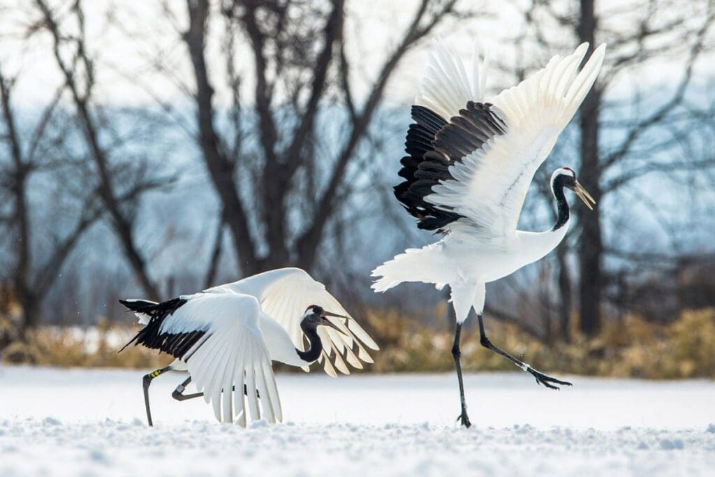 large white birds walking around