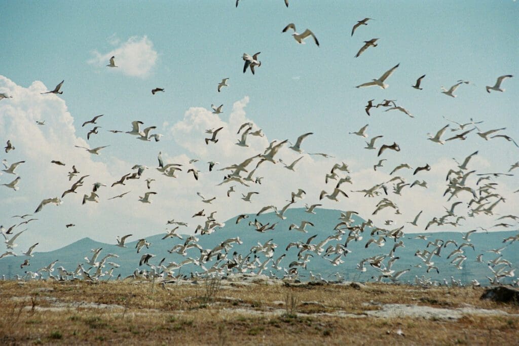 Flock of birds flying near the ground