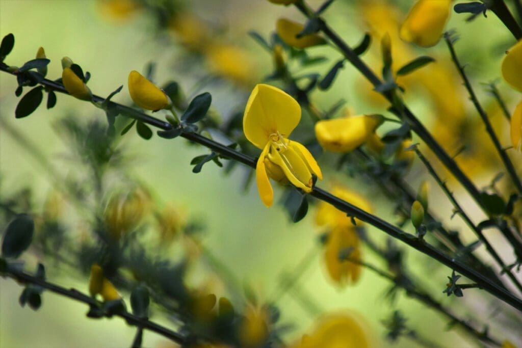 Close up of yellow plants