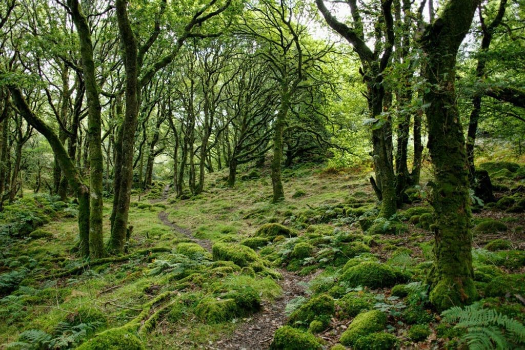 Green leafed trees during daytime photo