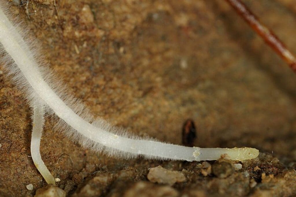 Root hairs