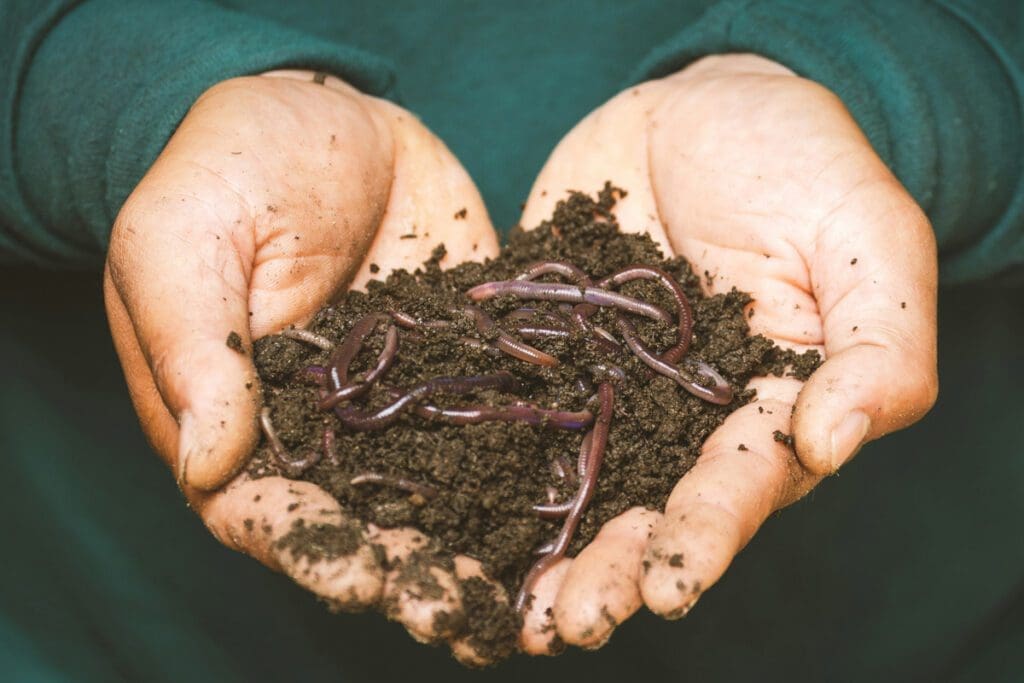 Hands hold a handful of soil and worms.