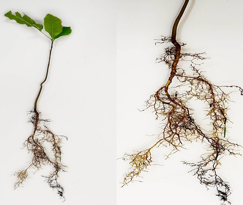 Understanding Roots | New Society Publishers