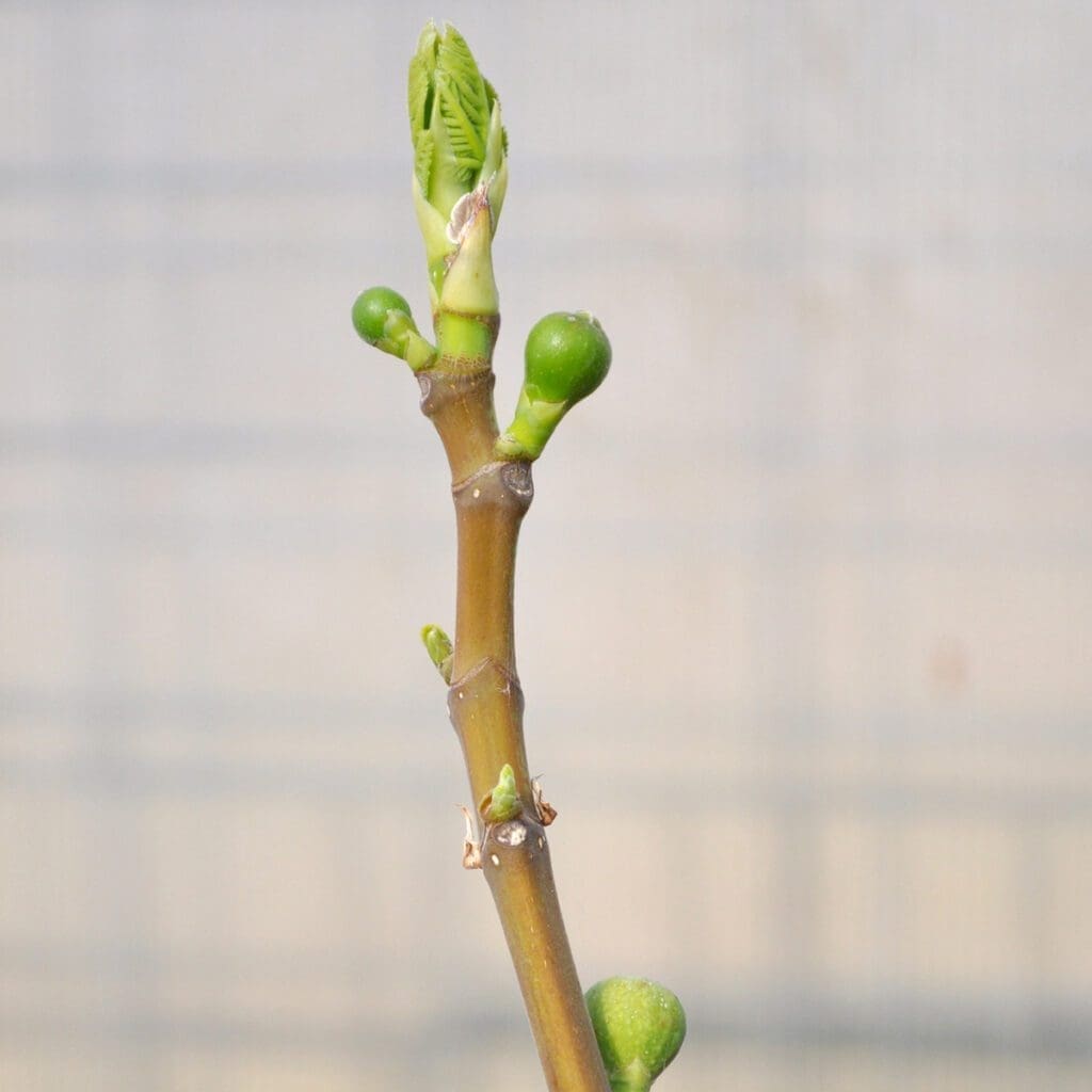 A close-up of a Breba-crop-forming fig tree branch with a developing leaf bud at the top. The fresh, green bud is partially unfurled. The hardy branch, known for thriving in cold climates, also has a few small fig fruits and is set against a soft, out-of-focus background.