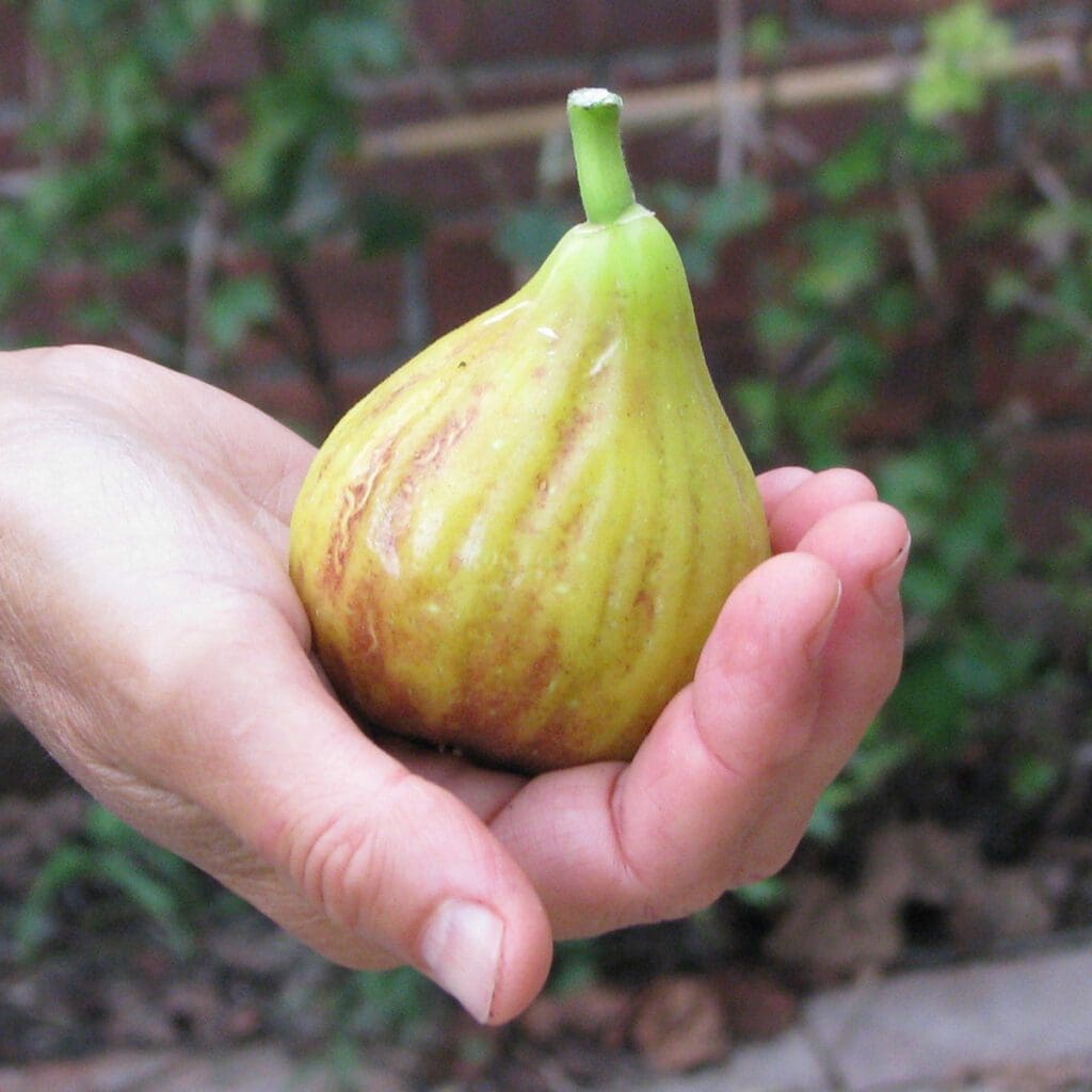 A hand holding a ripe, Ficus 'San Piero' fig with light brown streaks against a background of green foliage and a brick wall showcases how figs can still grow beautifully even in cold climates.