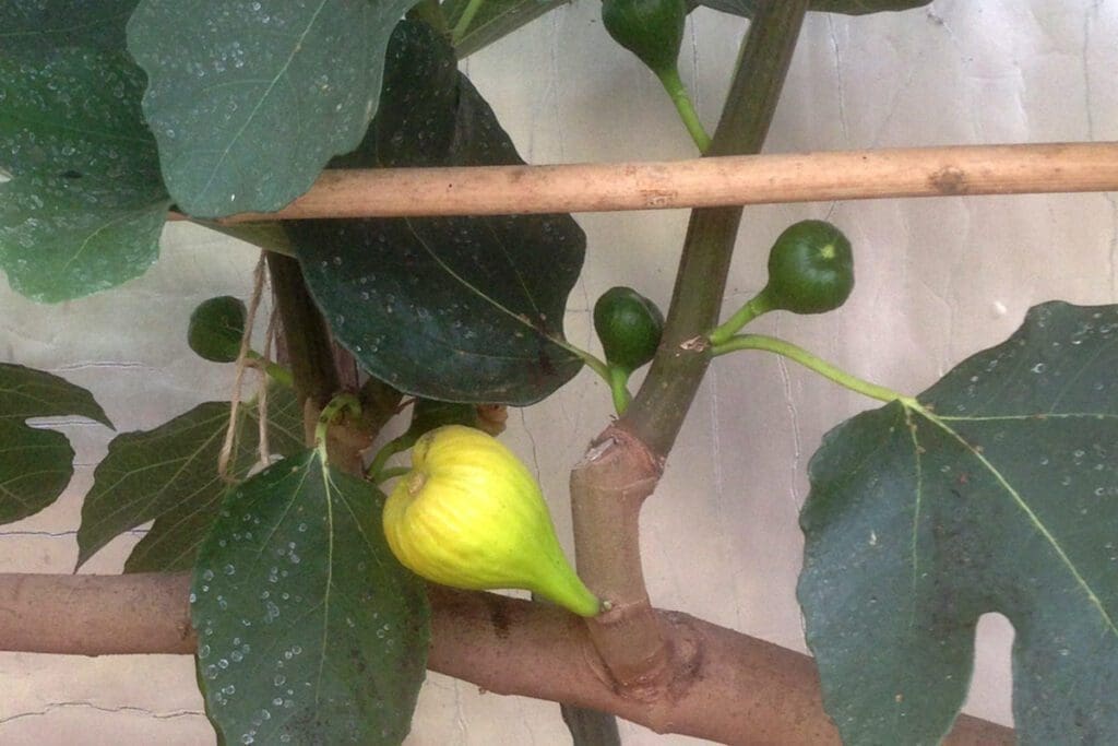 A close-up of a Ficus,-detail,-Rabbi-Samuel-breba-&-main-crop tree branch reveals several green leaves and small green figs, with one fig beginning to ripen and showing a vibrant yellow color. The branch, vital for successful cultivation of this variety, is supported by a bamboo stake in the background.
