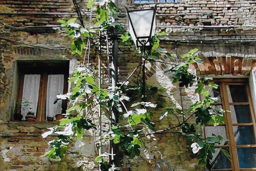 A rustic brick wall features two wooden windows, each adorned with potted plants on the sills. A metal street lamp is mounted on the wall with leafy green vines wrapped around it, creating a quaint and charming scene that perfectly complements the Fig-growing-in-wall product, hinting at a place where even figs thrive despite cold climates.