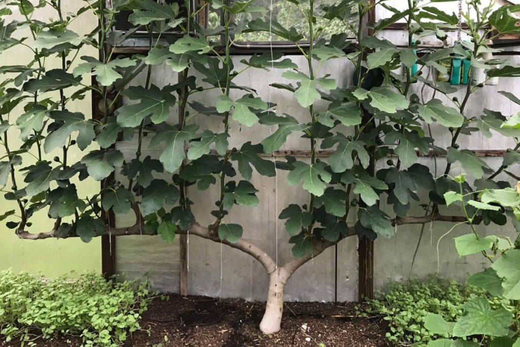 The "Growing-Figs-branches," a fig tree thriving beside a greenhouse, boasts large green leaves and a sturdy trunk. Despite cold climates, this tree yields delicious figs and is stabilized with a wooden support against the greenhouse wall. Small plants carpet the soil around its base.