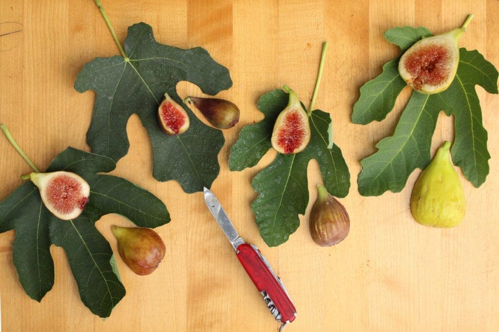 The Various-fig-varieties product is beautifully showcased on a wooden surface, featuring four fig leaves along with whole figs and halved figs that expose their interiors. At the center, a red pocket knife is artfully placed among the figs. The assortment of vibrant figs, ranging from green to purple, demonstrates the aesthetic appeal of growing figs even in cold climates.